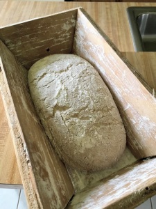 sourdough rye-wheat bread after rising